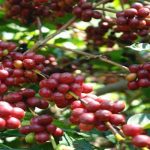 Bantuan Bibit Kopi Robusta, DPRK Abdya Akan Panggil Poktan