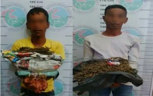 Simpan Daun Ganja, Dua Warga Aceh Tamiang Diamankan Polisi