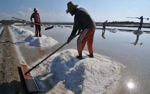 Peralihan Musim Tak Menentu, Petani Garam Di Sumenep Terancam Gagal Panen
