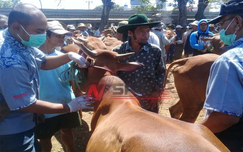 DKPP Pamekasan Lakukan Pemeriksaan Hewan