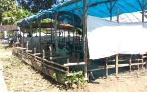 DKPP Sumenep Periksa Kesehatan Hewan Kurban