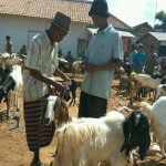 Jelang Hari Raya Kurban, Harga Kambing di Sumenep Meroket