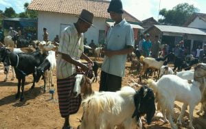 Jelang Hari Raya Kurban, Harga Kambing di Sumenep Meroket