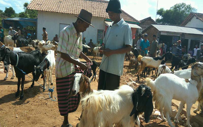 Jelang Hari Raya Kurban, Harga Kambing di Sumenep Meroket