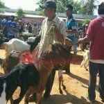 Jelang Idul Adha, Pedagang Hewan Di Sumenep Kebanjiran Order Dari Luar Daerah
