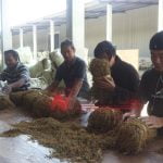 Musim Panen, Ini Kisaran Harga Tembakau di Sumenep
