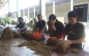 Musim Panen, Ini Kisaran Harga Tembakau di Sumenep