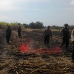 4 Hektar Lahan Tebu Di Pamekasan Terbakar