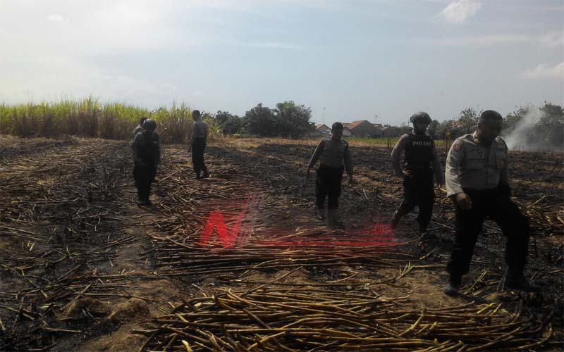 4 Hektar Lahan Tebu Di Pamekasan Terbakar