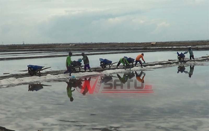Harga Anjlok, Para Petani Garam Di Sumenep Merana
