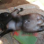 Anak Kambing Di Sumenep Lahir Mirip Manusia