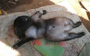 Anak Kambing Di Sumenep Lahir Mirip Manusia