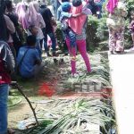 Gara-gara Acara Bank Jatim, Tanaman Bunga Di Taman Arek Lancor Banyak Rusak