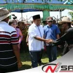 Wabup Sumenep; Lenggak-Lenggok Sapi Sonok