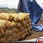 Harga Anjlok, Petani Kentang Di Probolinggo Terancam Merugi