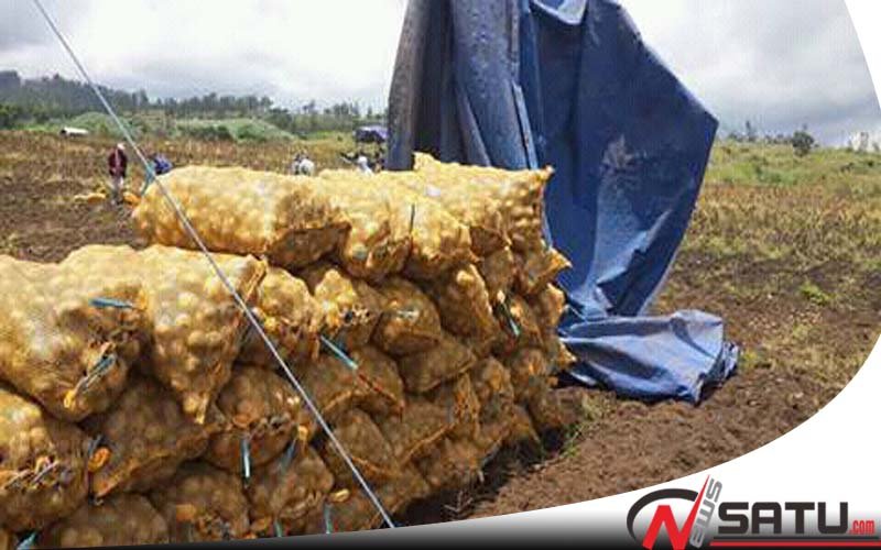 Harga Anjlok, Petani Kentang Di Probolinggo Terancam Merugi