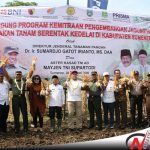 Mampukah Sumenep Jadi Penyuplai Jagung Terbesar Di Tingkat Nasional???