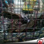 Ular Sanca Sepanjang 5 Meter Gegerkan Warga Kebonsari Probolinggo