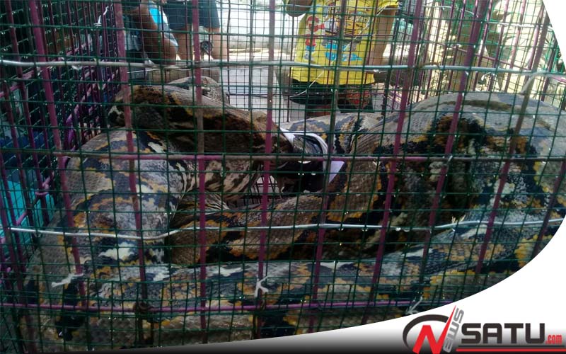 Ular Sanca Sepanjang 5 Meter Gegerkan Warga Kebonsari Probolinggo