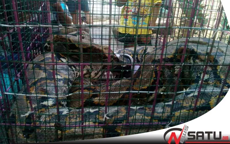 Ular Sanca Sepanjang 5 Meter Gegerkan Warga Kebonsari Probolinggo