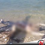 Warga Giligenting Sumenep Digemparkan Dengan Penemuan Mayat Di Laut