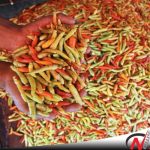 Harga Cabai Rawit Di Sumenep Tembus Rp 55 Ribu