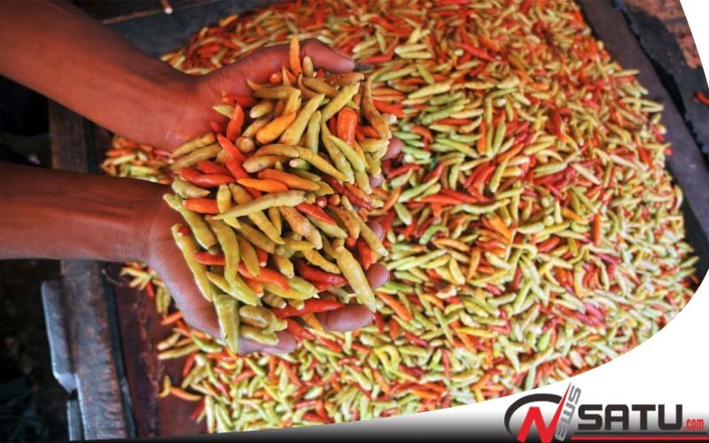 Harga Cabai Rawit Di Sumenep Tembus Rp 55 Ribu