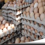 Harga Telur Dan Ayam Kampung Di Sampang Terus Meroket