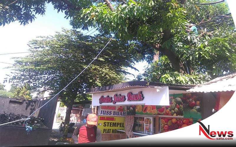 Membahayakan, Warga Probolinggo Desak Pemkot Pohon Besar Di Pangkas