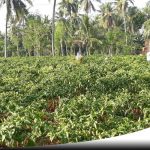 Petani Di Sumenep Resah, Harga Cabai Terus Anjlok