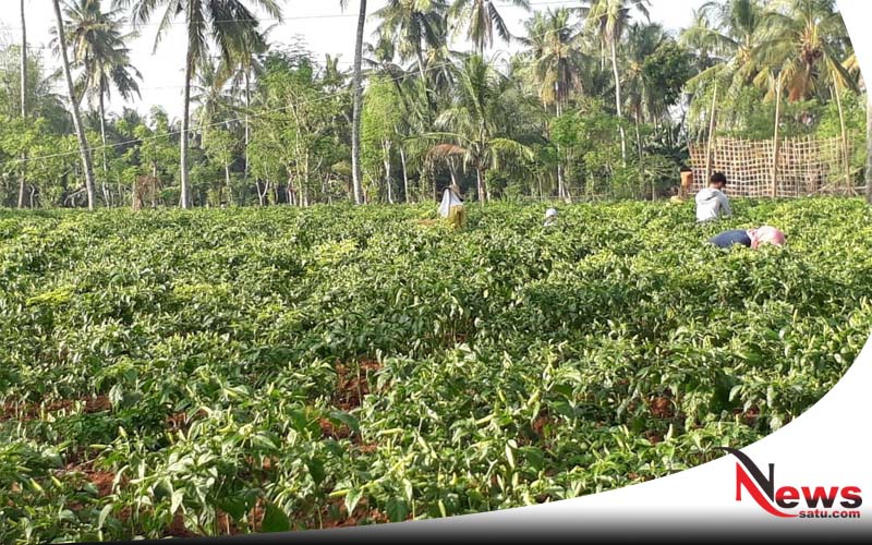 Petani Di Sumenep Resah, Harga Cabai Terus Anjlok