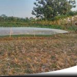 Dilanda Kekeringan, Petani Tembakau Di Pamekasan Mulai Resah