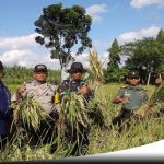 Inilah Cara Cerdas Bertanam Padi Lewat Temu Lapang Field Farm Day