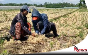 Petani Bawang Merah Di Probolinggo Terancam Merugi