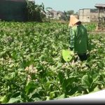 Petani Di Sumenep Enggan Tanam Tembakau