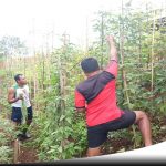 TNI Tanam Sayur Mayur Untuk Kebutuhan Masyarakat Papua