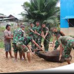 53 Hewan Qurban Tandai Perayaan Idul Adha di Boven Digoel Papua