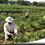 Harga Anjlok, Petani Cabai Di Sumenep Menjerit