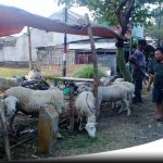 Jelang Idul Adha, Harga Kambing Di Probolinggo Mulai Melambung
