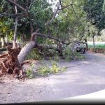Pengendara Motor Di Probolinggo Tertimpa Pohon