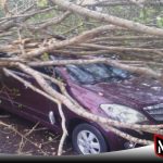 Angin Kencang, Sebuah Mobil Avanza Tertimpa Pohon