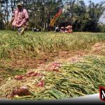 Harga Turun Drastis, Petani Bawang Merah Di Probolinggo Terancam Merugi