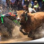 Serunya Kerapan Sapi Brujul Di Probolinggo