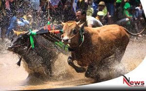 Serunya Kerapan Sapi Brujul Di Probolinggo