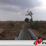Dilanda Kekeringan Ratusan Petani Di Brebes Terpaksa Harus Alih Profesi