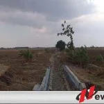 Dilanda Kekeringan Ratusan Petani Di Brebes Terpaksa Harus Alih Profesi