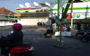 Warga Lenteng Sumenep Tanam Pohon Pisang Ditengah Jalan