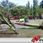 Diguyur Hujan Dan Angin Kencang Sejumlah Pohon Tumbang Di Probolinggo