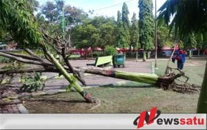 Diguyur Hujan Dan Angin Kencang Sejumlah Pohon Tumbang Di Probolinggo