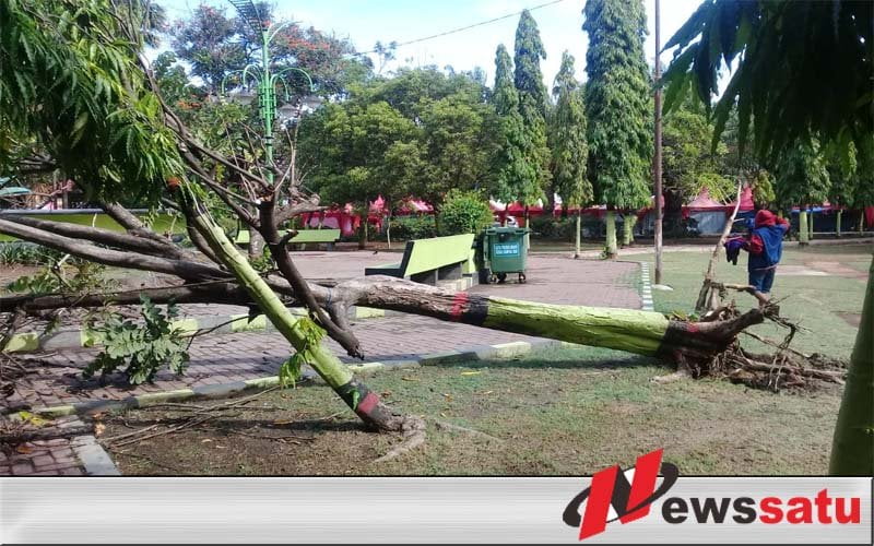 Diguyur Hujan Dan Angin Kencang Sejumlah Pohon Tumbang Di Probolinggo